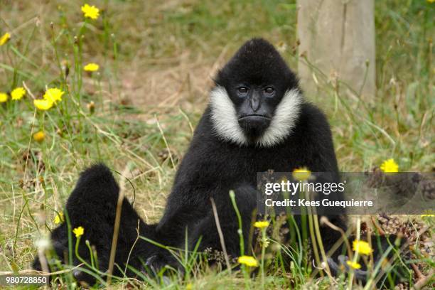 northern white-cheeked gibbon - northern white cheeked gibbon stock pictures, royalty-free photos & images