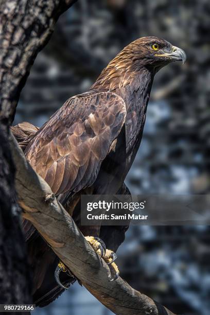 golden eagle - matar stock pictures, royalty-free photos & images