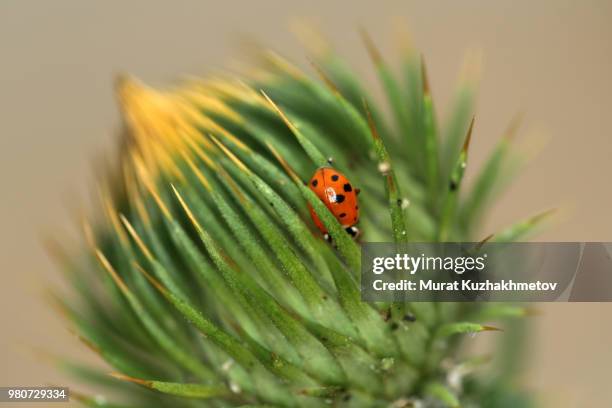 the little prince - little prince stock pictures, royalty-free photos & images