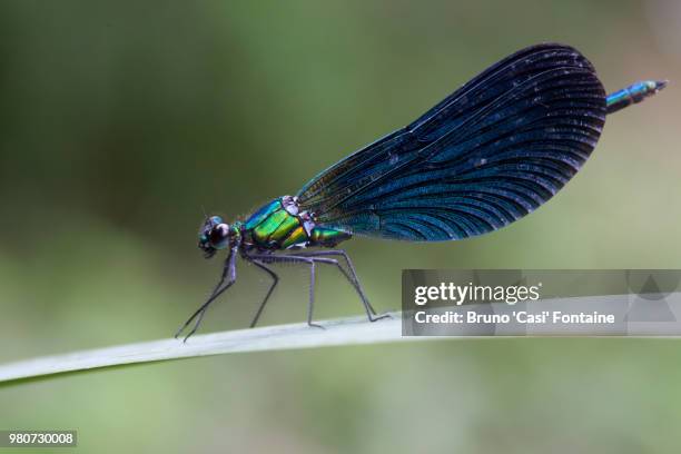 libellule demoiselle (zygoptera) en dordogne - libellule bildbanksfoton och bilder