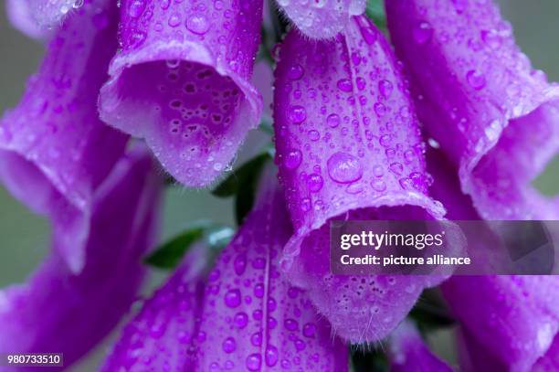 June 2018, Drei Annen Hohne, Germany: Raindrops bead off the flowers of a thimble. Photo: Klaus-Dietmar Gabbert/dpa-Zentralbild/ZB