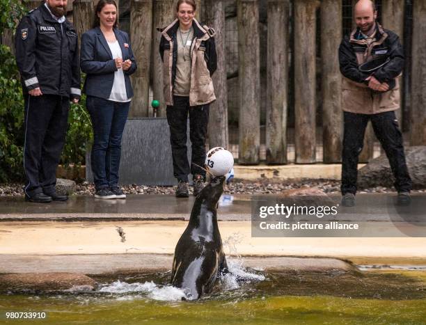 June 2018, Rostock, Germany: Zoo-Orakel 2 - Seal Daisy brings the DFB team's ball out of the water in front of the Swedish team's ball. All hopes...