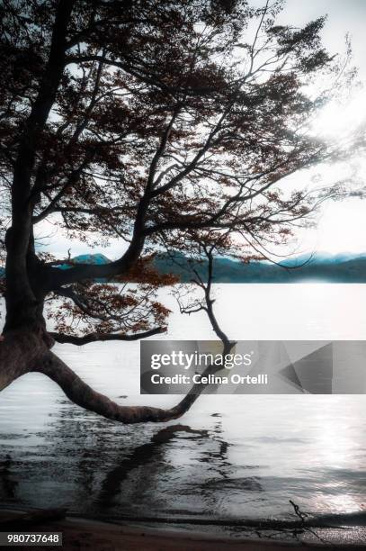 lago espejo - espejo stock pictures, royalty-free photos & images