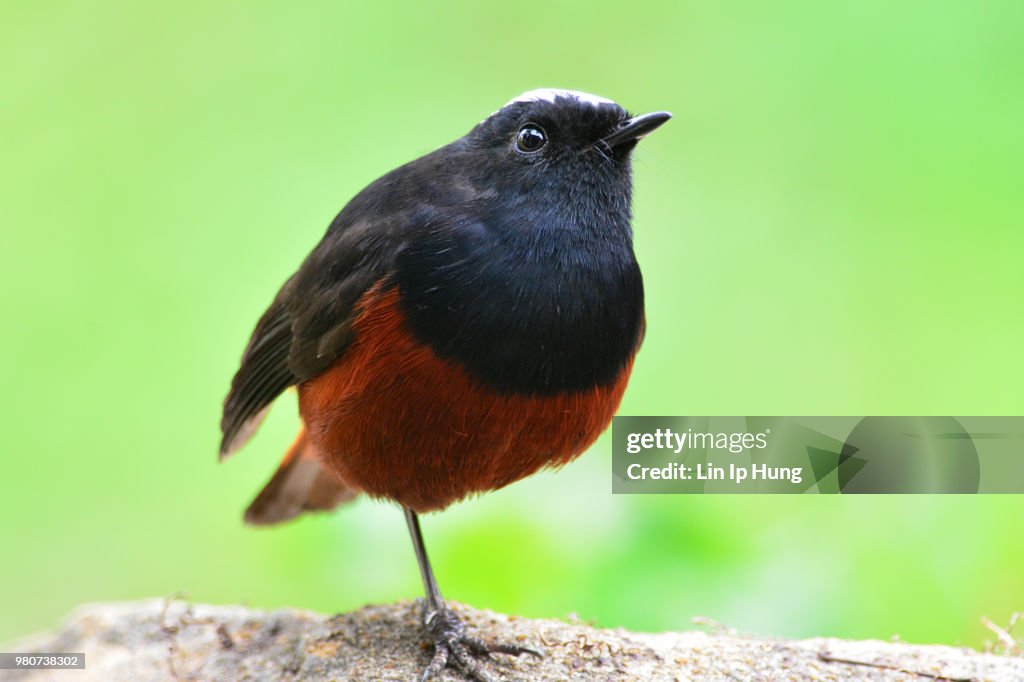 White-capped Water Redstart