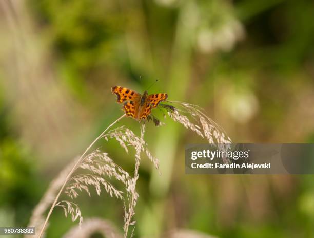 comma butterfly - comma butterfly stock pictures, royalty-free photos & images