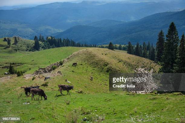 cows and sheep grazing on hills, sinaia, romania - sinaia stockfoto's en -beelden