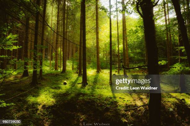 pine trees in forest, holzen, germany - sunny leon stock pictures, royalty-free photos & images