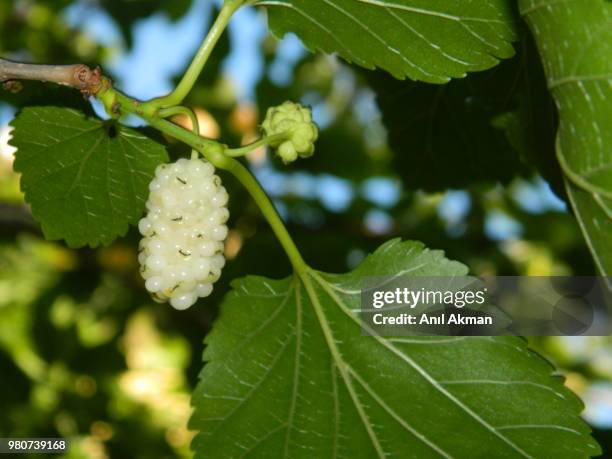 raw mulberry - mulberry tree 個照片及圖片檔