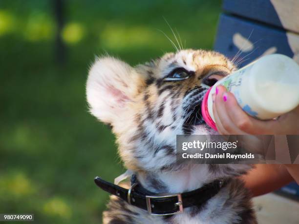 nadia the tiger cub - nadia tiger foto e immagini stock