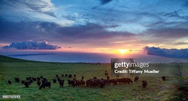 aloha aina (love of the land) // waimea, hawaii - aina stock pictures, royalty-free photos & images