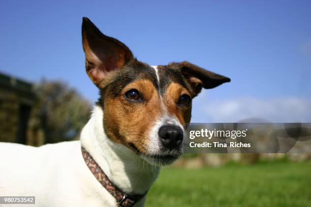 dog - tina russel stock pictures, royalty-free photos & images