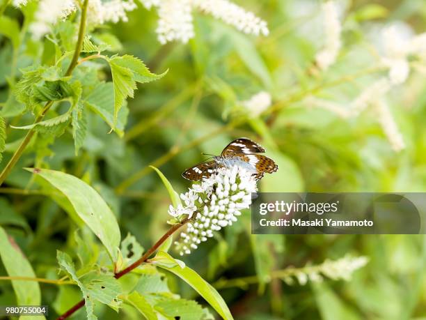 gooseneck loosestrife and asama white admiral - loosestrife stock pictures, royalty-free photos & images