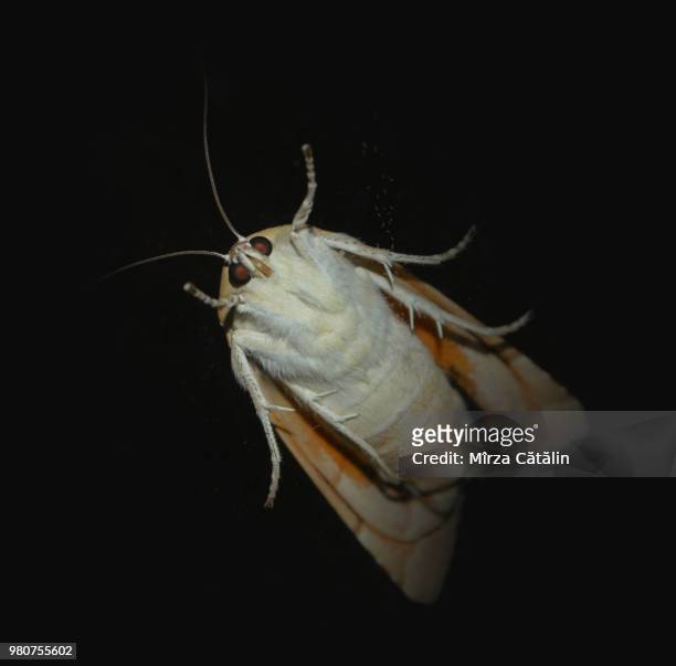 moth on glass - black cockroach stock pictures, royalty-free photos & images