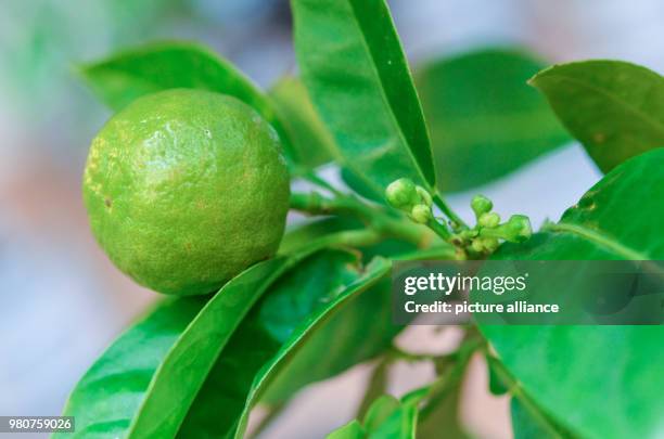 Under Ripe Orange 7,635 Patrick Gardner Stock Photos, High-Res Pictures, and Images ...