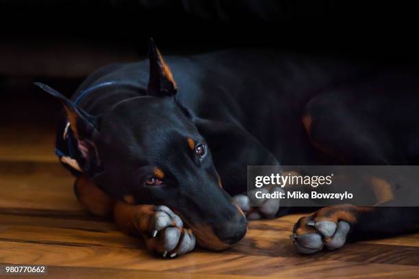 doberman puppy - doberman puppy stock pictures, royalty-free photos & images