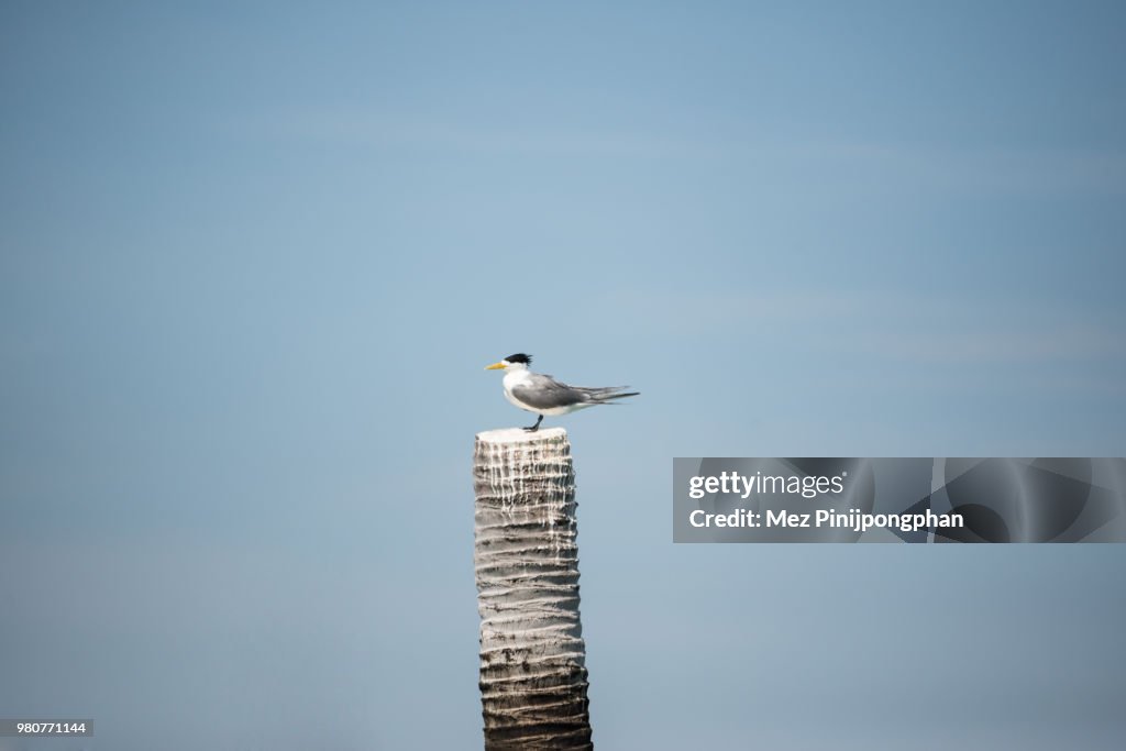 A Great Crested Tern on coconut stub.