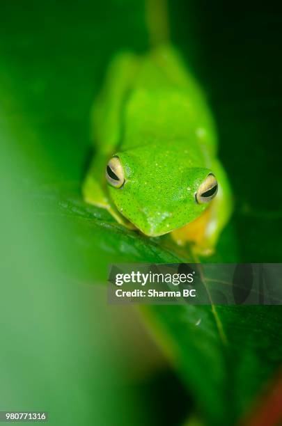 a malabar gliding frog in coorg, india. - coorg india stock pictures, royalty-free photos & images