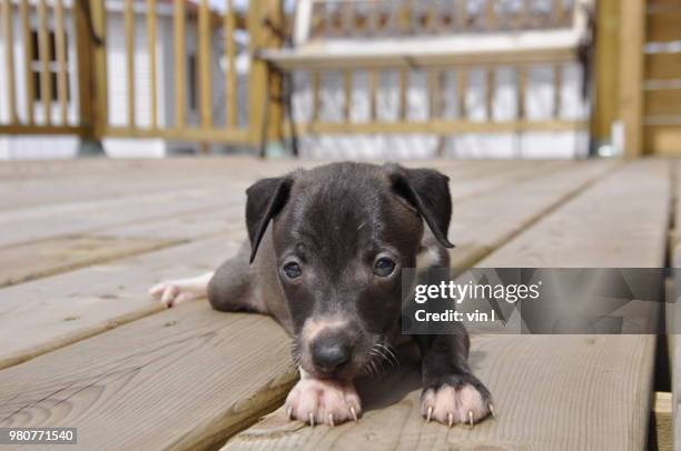 puppy of italian greyhound lying down on terrace - puppy lying down stock pictures, royalty-free photos & images