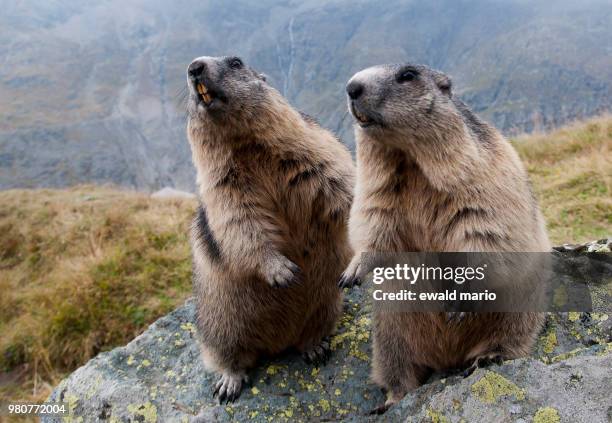 two beavers on a rock. - beaver stock-fotos und bilder