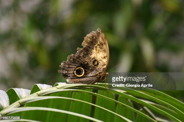 farfalla - butterfly - farfalla 個照片及圖片檔