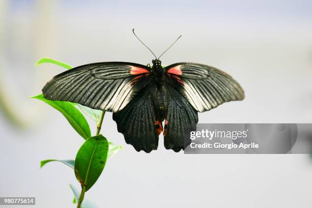 farfalla - butterfly - farfalla stock pictures, royalty-free photos & images