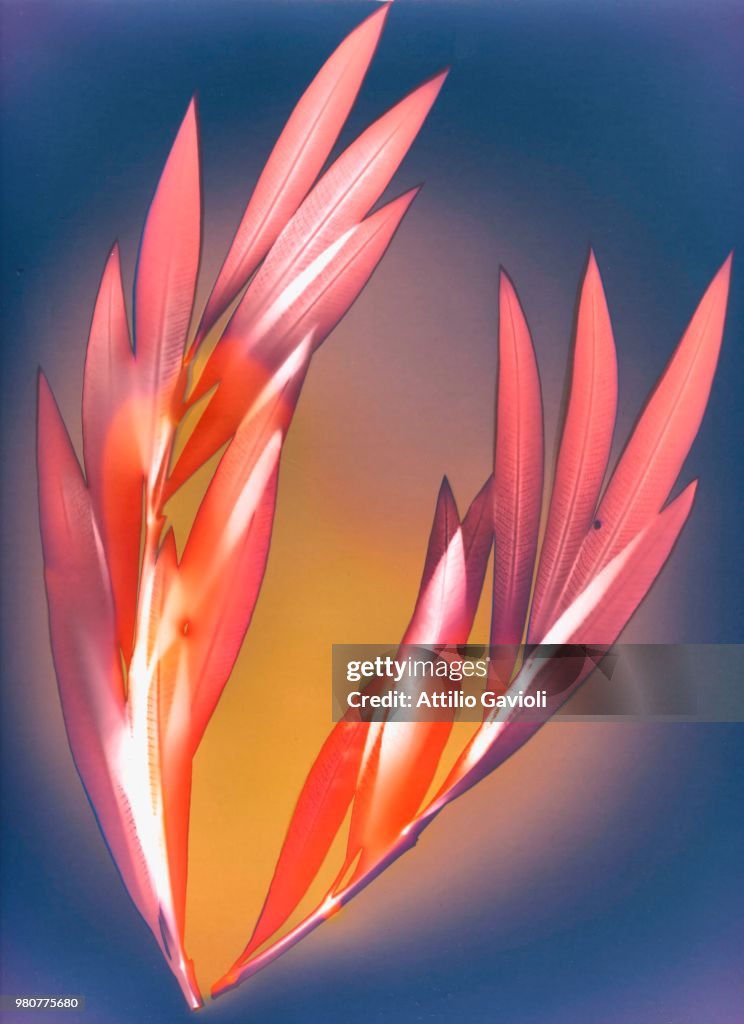Oleandro (Oleander Photocontact)