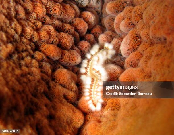 Fireworm Larvae Fire Worms Photos and Premium High Res Pictures - Getty Images