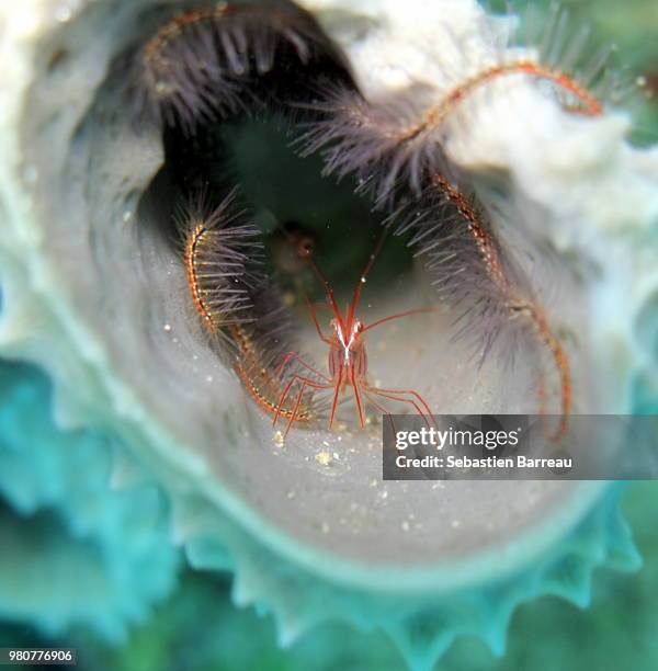 Decapid 1,200 Decapod Crustaceans Stock Photos, High-Res Pictures, and Images ...