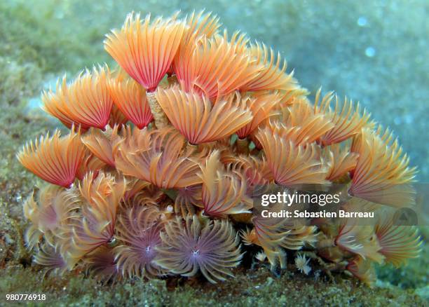 tube worms - saint vincent grenadines stock pictures, royalty-free photos & images