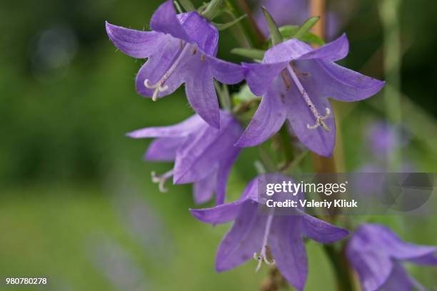 flower bell - violetta bell foto e immagini stock