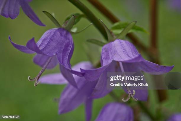 flower bell - violetta bell foto e immagini stock