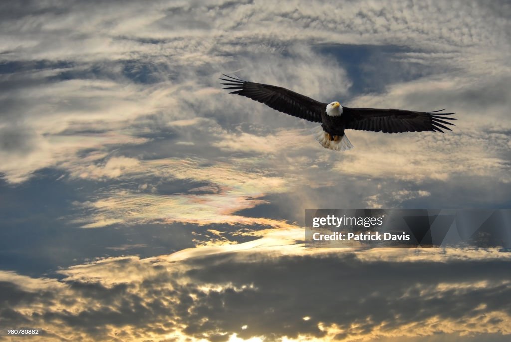 Bald Eagle Skies