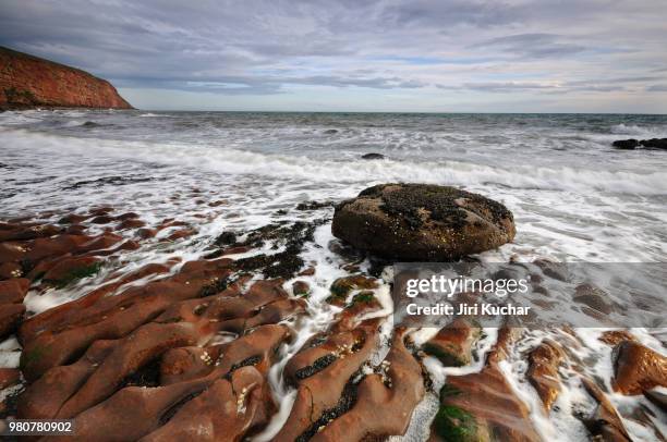 st bees - kuchar stock pictures, royalty-free photos & images