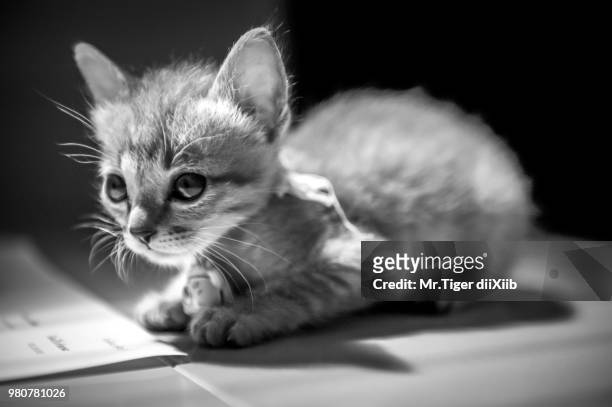 b/w cat - dii stock pictures, royalty-free photos & images