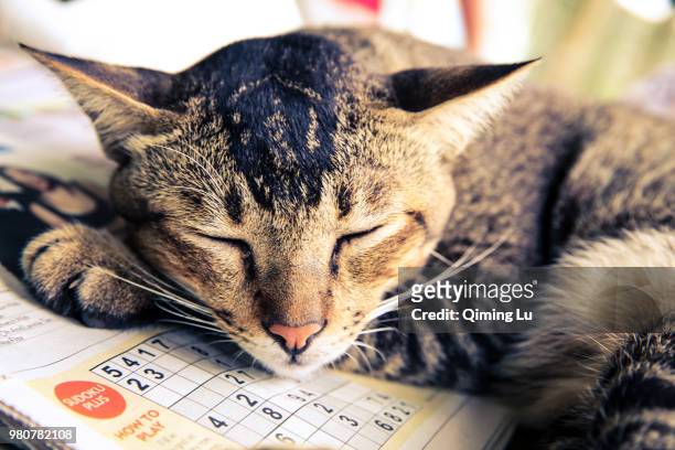 cat in deep sleep - mixed breed cat stock pictures, royalty-free photos & images