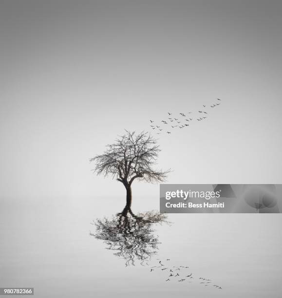 reflection tree - dawn bess fotografías e imágenes de stock