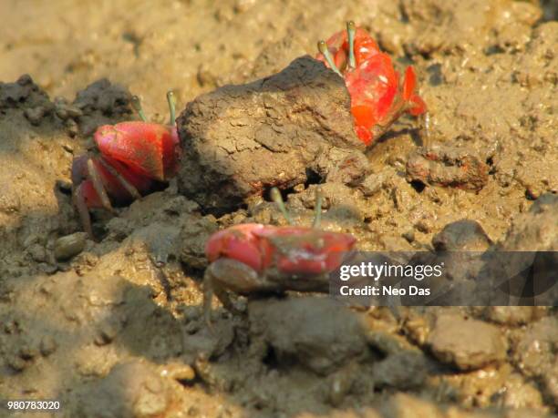 red crabs at golden beach, - winkerkrabbe stock-fotos und bilder