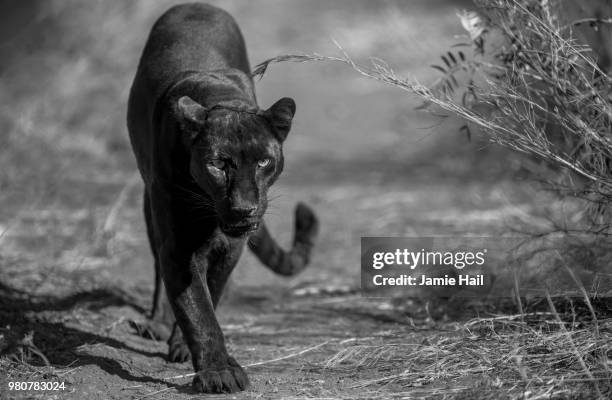 black leopard - welgedacht sa - black bum 個照片及圖片檔