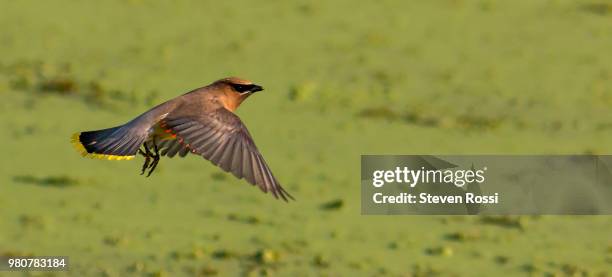 Bogle Bird 3,152 Bog Bird Stock Photos, High-Res Pictures, and Images - Getty Images