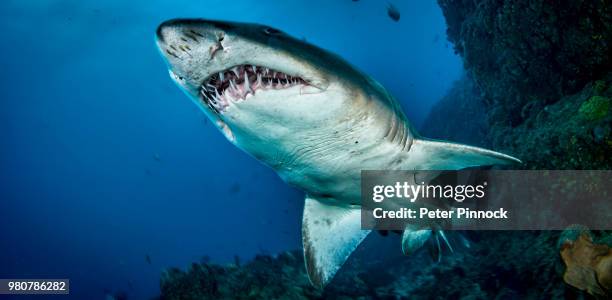 front view of sand tiger shark, indian ocean - requin tigre des sables photos et images de collection