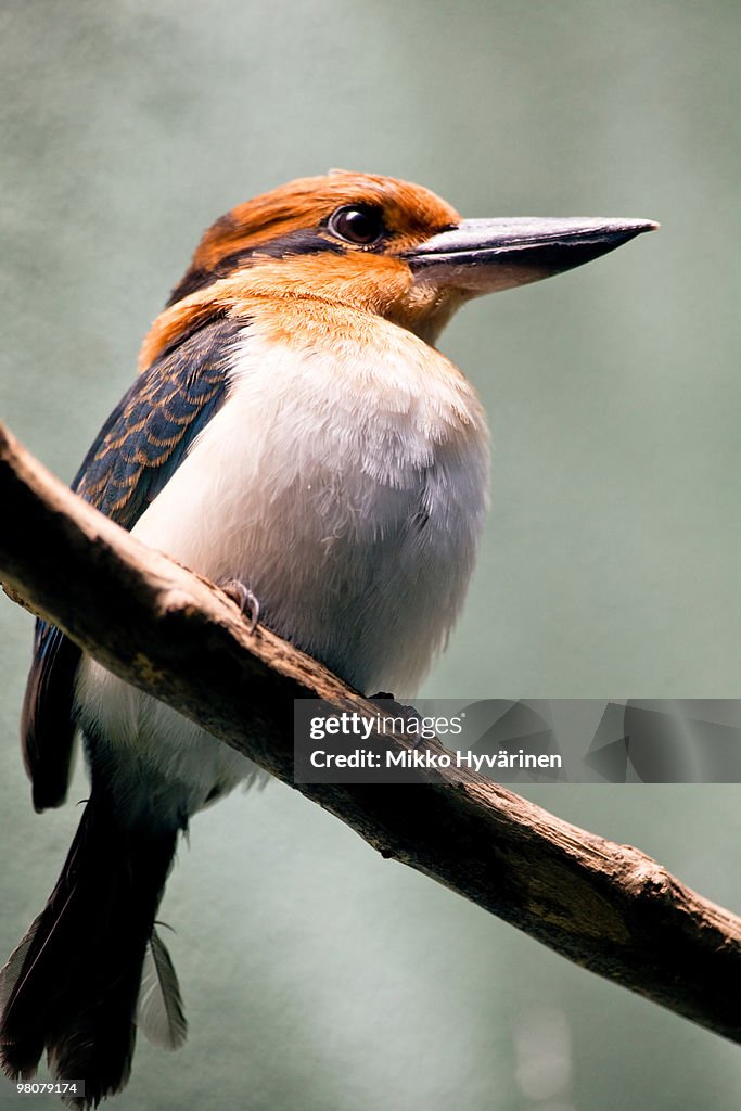 Micronesian Kingfisher