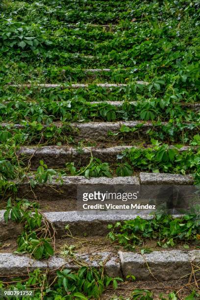 stairs covered with vegetation - vicente méndez fotografías e imágenes de stock