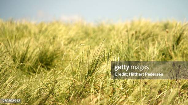 field of gras - gras field stock pictures, royalty-free photos & images