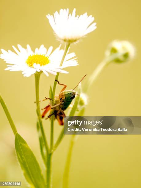 1,593 Balla Stock Photos, High-Res Pictures, and Images - Getty Images