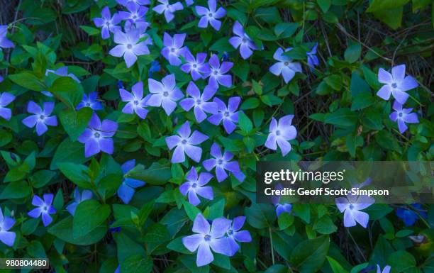 greater periwinkle (vinca major) - vinca major stock pictures, royalty-free photos & images