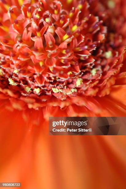 chrysantheme - chrysantheme stockfoto's en -beelden