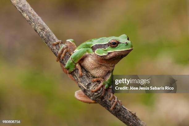 european tree frog (hyla arborea) sitting on branch - rana arborícola fotografías e imágenes de stock