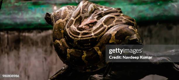 all coiled up - indian python stock pictures, royalty-free photos & images