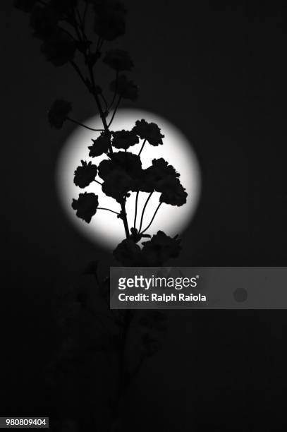 spotlight: spirea in night light - spirea stock pictures, royalty-free photos & images