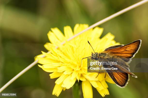 small skipper butterfly (thymelicus sylvestris) perching on yellow flower - hesperiidae stock pictures, royalty-free photos & images